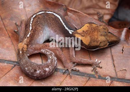 Gecko dagli occhi di gatto, Aeluroscalabotes felinus, Aeluroscalabotes dorsalis Foto Stock