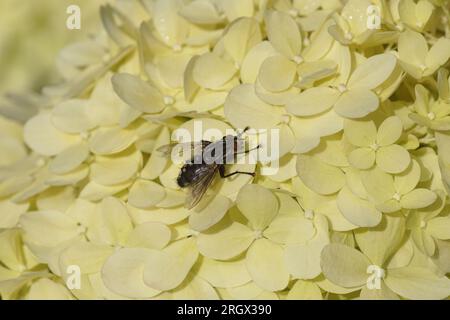 Mosca a polpa femminile, Sarcophaga, famiglia Sarcophagidae su fiori di verde lime chiaro di Hydrangea (Hydrangea paniculata limelight), famiglia Hydrangeaceae. Foto Stock