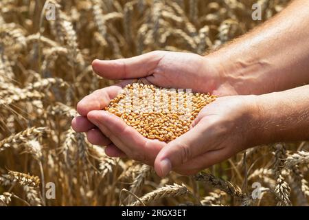 Un agricoltore tiene in mano grani di grano sullo sfondo di un campo Foto Stock