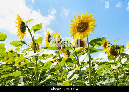 Fioritura dei girasoli contro un cielo blu con nuvole Foto Stock