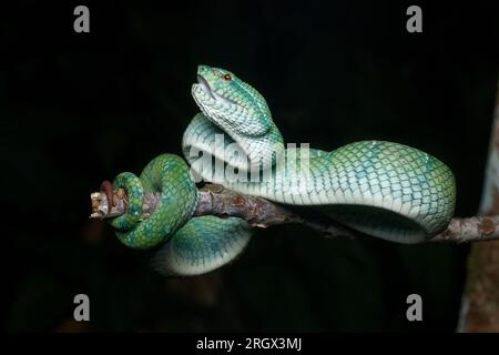 viper con chiglia borneana, Foto Stock