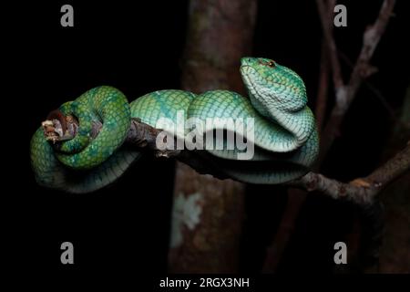 viper con chiglia borneana, Foto Stock