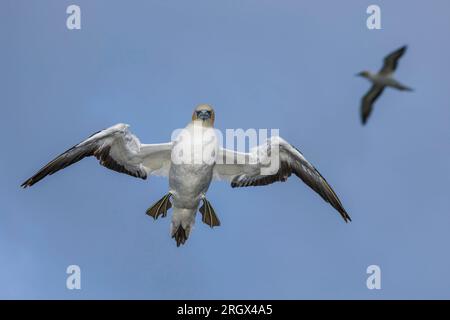 Un Gannet Australasiano - Morus serrator - guarda in basso curiosamente mentre mantiene la sua posizione mentre galleggia sul vento. Nuova Zelanda. Foto Stock