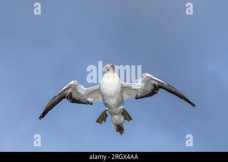 Un Gannet Australasiano - Morus serrator - guarda in basso curiosamente mentre mantiene la sua posizione mentre galleggia sul vento. Nuova Zelanda. Foto Stock