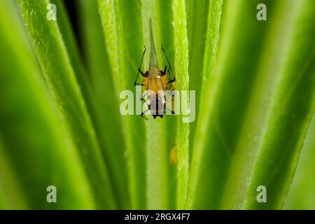 Oleander Aphid - Aphis nerii - su foglie retroilluminate di un piccolo cavolo in nuova Zelanda. Foto Stock