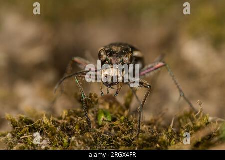 Primo piano del coleottero della tigre comune - Cicindela tuberculata - che mostra grandi occhi sporgenti e grandi mandibole curve. Nuova Zelanda Foto Stock