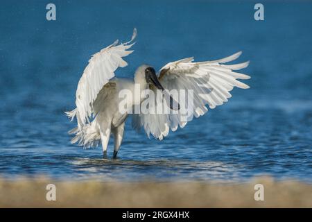 Royal Spoonbill - Platalea regia - che sbatte le ali disperdendo goccioline d'acqua nell'aria mentre fa il bagno nel porto di Raglan, nuova Zelanda Foto Stock