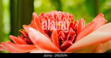 COSMOS bipinnatus "Dazzler" in viola brillante Foto Stock