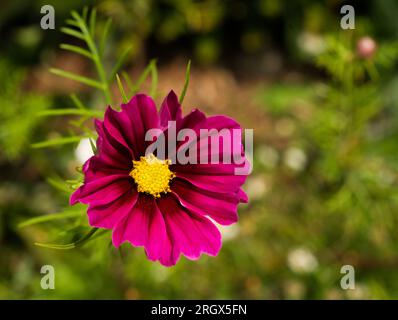 COSMOS bipinnatus "Dazzler" in viola brillante Foto Stock