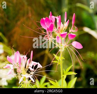 Cleome hassleriana, Cleomaceae, comunemente noto come fiore di ragno, pianta di ragno, regina rosa Foto Stock