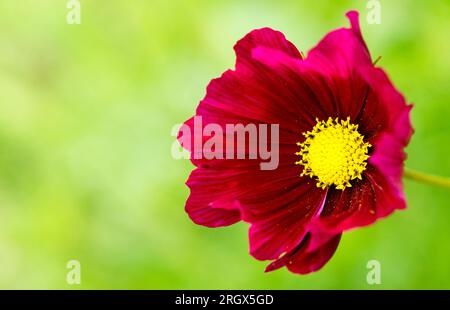 COSMOS bipinnatus "Dazzler" in viola brillante Foto Stock