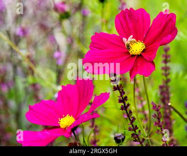 COSMOS bipinnatus "Dazzler" in viola brillante Foto Stock