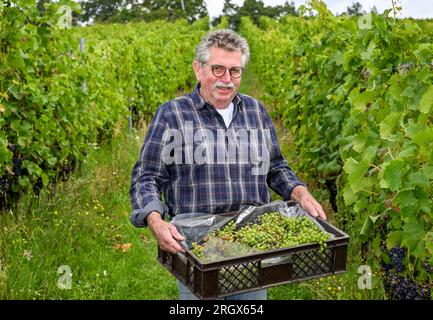 10 agosto 2023, Brandeburgo, Töplitz: Il viticoltore Klaus Wolenski dell'azienda biologica Klosterhof Töplitz raccoglie le uve ancora non mature per l'unico Verjus del Brandeburgo sul vecchio vigneto di Töplitz. La specialità culinaria è considerata nella cucina di lusso come un sostituto dell'aceto, che, tuttavia, prende posto in secondo piano e quindi mette in evidenza gli altri prodotti. Non vengono utilizzati fertilizzanti chimici, sintetici, pesticidi ed erbicidi. La struttura ricca di minerali del terreno permette la maturazione di vini particolarmente freschi e fruttati tipici del vitigno. Foto: Jens Kalaene/dpa Foto Stock