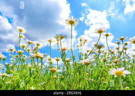 Vista grandangolare dal basso, che mostra le vivaci margherite fiorite sullo sfondo di un cielo blu cristallino adornato da soffici nuvole bianche, creando un'atmosfera di Foto Stock