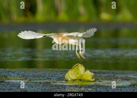 L'airone dello squacco (Ardeola ralloides) sorvola le foglie di lilly in una calda luce serale nel complesso delle lagune del delta del Danubio Foto Stock