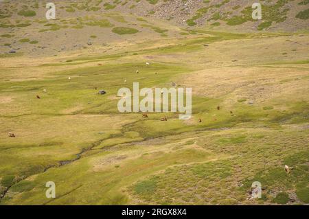 Mucche nelle praterie alpine a Borreguiles de San Juan, Parco Nazionale della Sierra nevada a 2500 metri di altitudine. Granada, Andalusia, Spagna. Foto Stock