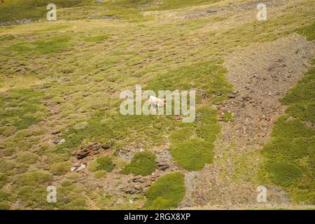 Mucche nelle praterie alpine a Borreguiles de San Juan, Parco Nazionale della Sierra nevada a 2500 metri di altitudine. Granada, Andalusia, Spagna. Foto Stock