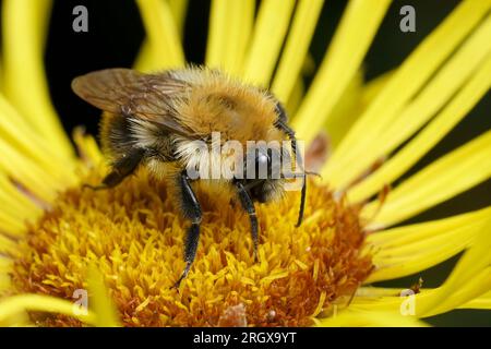 Primo piano naturale su una soffice ape carder marrone arancio, Bombus pascuorum, seduto su un fiore Inula giallo Foto Stock