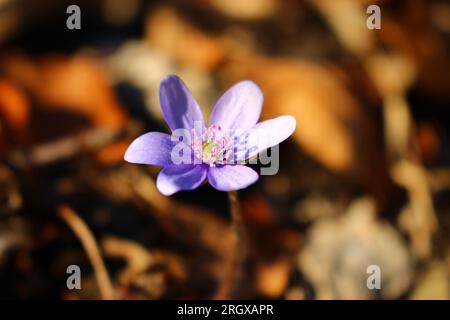 Fiore genziano viola bianco su sfondo marrone al tramonto. Un chiaro segno di primavera (Kapuzinerberg, Salisburgo, Austria) Foto Stock