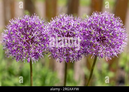 tre grandi palline di cipolle ornamentali Foto Stock