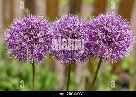 tre grandi palline di cipolle ornamentali Foto Stock