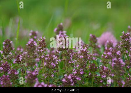 Primo piano naturale sulla fioritura di foglie larghe o timo di limone, Thymus pulegioides in un prato Foto Stock