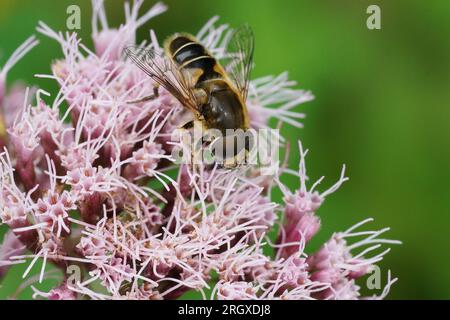 Primo piano naturale su un Dronefly, Eristalis nemorum, spinato all'arancia o con la faccia a strisce, seduto su un fiore rosa di canapa agrimonia Foto Stock