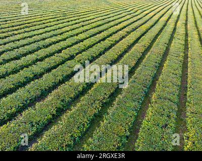 Vista aerea di file verdi e precise di siepi con innumerevoli foglie di tè di un campo di mate nella provincia di Misiones in Argentina, Sud America Foto Stock