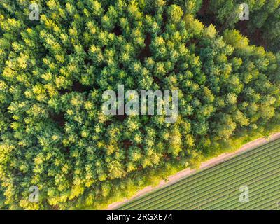 Vista aerea delle verdi e lussureggianti cime degli alberi che costruiscono una fitta foresta e le file dritte di un campo di Mate adiacente nella Provincia Misiones in Argentina Foto Stock