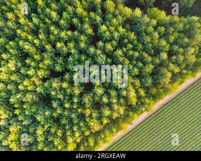 Vista aerea delle verdi e lussureggianti cime degli alberi che costruiscono una fitta foresta e le file dritte di un campo di Mate adiacente nella Provincia Misiones in Argentina Foto Stock