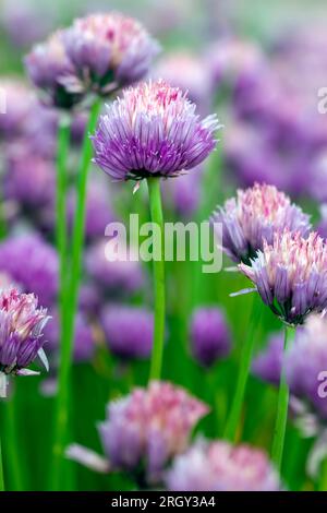 l'aglio fiorisce in estate, ottenendo semi per una nuova raccolta di aglio Foto Stock