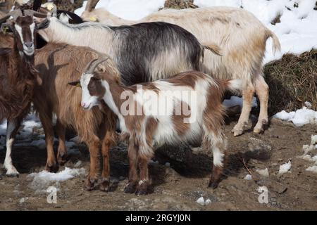 Cattles nella neve scattata durante il giorno Foto Stock