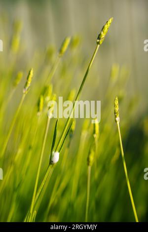 Malattia delle piante di Spittlebugs vista su uno stelo di Lavanda. Immagine ravvicinata di una schiuma che appare sulle piante da giardino. Cuckoo sputò, causato da ninfa spittlebug Foto Stock