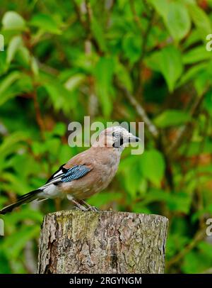 Jay Foto Stock