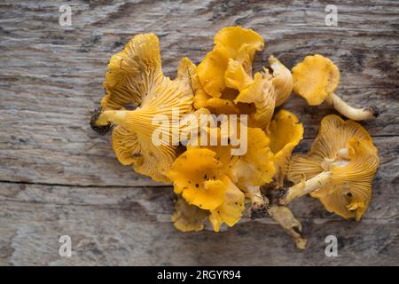 Chanterelles, Cantharellus cibarius, esposto su una tavola di legno. Il foraggiamento dei funghi è diventato popolare, ma occorre prestare molta attenzione per una corretta identificazione Foto Stock