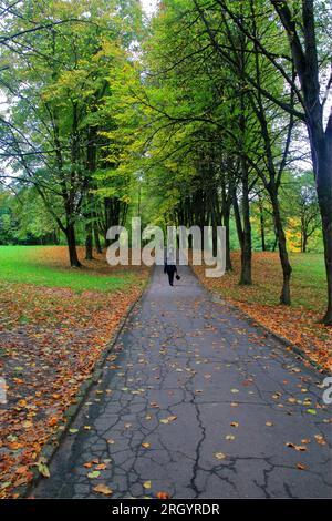 La foto è stata scattata nel parco cittadino della città di Truskavets in Ucraina. L'immagine mostra un vicolo con grandi alberi in autunno. Foto Stock