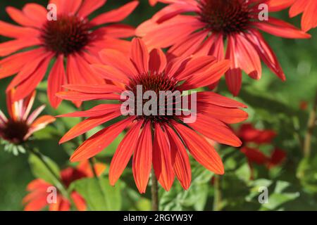 Primo piano dei bellissimi fiori rossi della purpurea di Echinacea, con le sue teste di fiori compositi, vista laterale Foto Stock