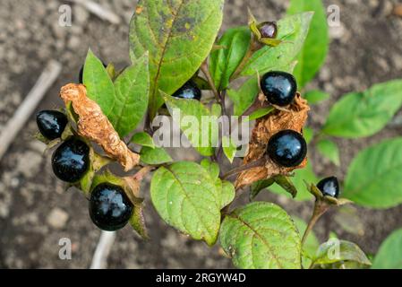 Belladonna / Deadly nightshade (Atropa belladonna), pianta erbacea perenne tossica, primo piano di bacche nere velenose e foglie in estate Foto Stock