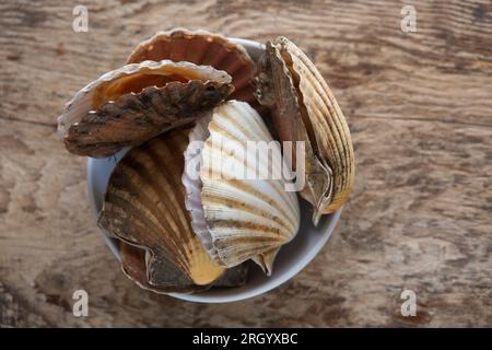 Capesante fresche, pectens maximus, che stanno per essere sgusciate e cotte in uno stufato di pesce o in una bouillabaisse. Inghilterra Regno Unito GB Foto Stock