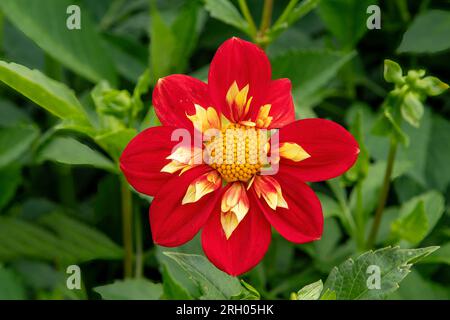 Dahlia gialla e rossa a Burghley House Gardens, Stamford, Lincolnshire, Inghilterra Foto Stock