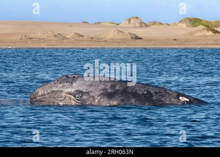 Balena grigia (Eschrichtius robustus) che nuota nella baia di Magdelan, Baja California, Messico Foto Stock