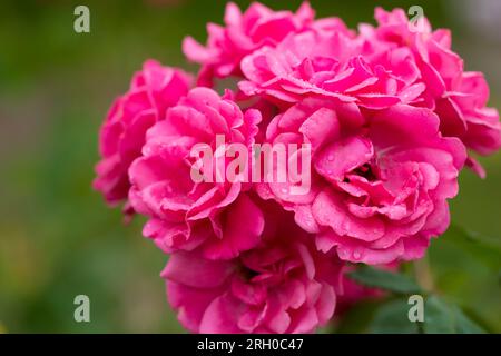 Rose rosa dopo la pioggia coperte da gocce d'acqua che crescono all'aperto. Foto Stock