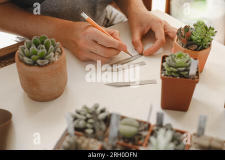 Etichettatura di piante grasse in vasi in vendita. Donna laorista che scrive titoli per piante da casa nella propria collezione. Concetto di hobby e piccola impresa. Repotting Foto Stock