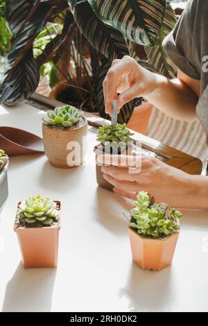 Etichettatura di piante grasse in vasi in vendita. Donna laorista che scrive titoli per piante da casa nella propria collezione. Concetto di hobby e piccola impresa. Repotting Foto Stock