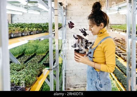 Giovane agricoltore femmina che cresce microgreens sul suo giardino verticale interno. Donna felice che si cura di piante su scaffali. Radish, rucola, daikon, oxalis Foto Stock