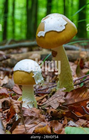 Funghi forestali - Amanita fulva commestibile Foto Stock