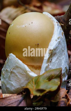 Funghi forestali - Amanita fulva commestibile Foto Stock