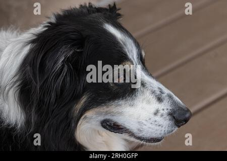 Primo piano di un senior Australian Shepherd Collie mix dog face Foto Stock