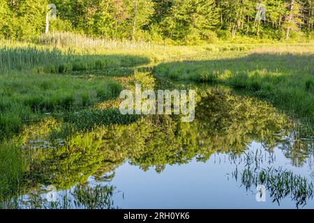 Il ramo est del fiume Swift a Petersham, Massachusetts Foto Stock