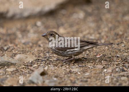 Cassin's Finch (Haemorhous cassinii) Mono County California USA Foto Stock